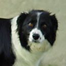 Ayla was adopted in 2003